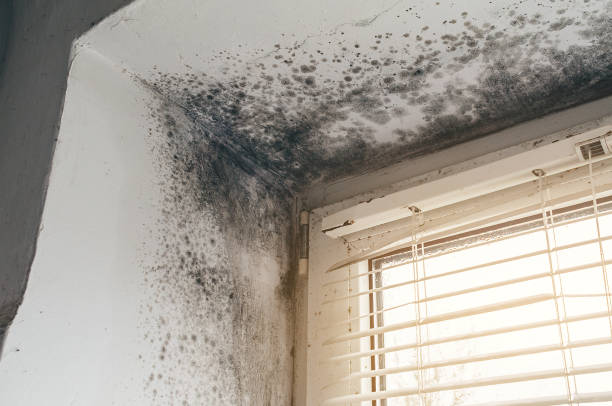 Affordable Crawl Space Mold Remediation solutions in Nanty Glo, PA