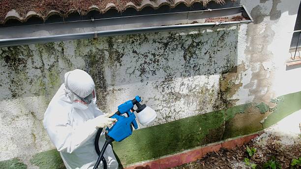 Top rated local Crawl Space Mold Remediation specialists in Nanty Glo, PA